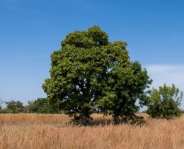 Un arbre au Burkina Faso pour lutter contre les changements climatiques