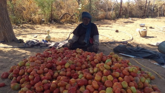 Un paysan Malien à Intillit devant ses tomates coeur de boeuf de 1 kilo @Autre Terre
