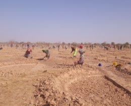 Burkina Faso, des déplacés remettent en culture des terres dégradées