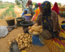 UGM Mali. Femme malienne dans un marché